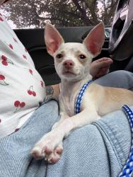 Reunited Female Dog last seen Las Colinas, Dallas, TX 75219