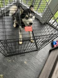 Reunited Male Dog last seen Taylorsville Highway before the general dollar store, Caldwell County, NC 28645