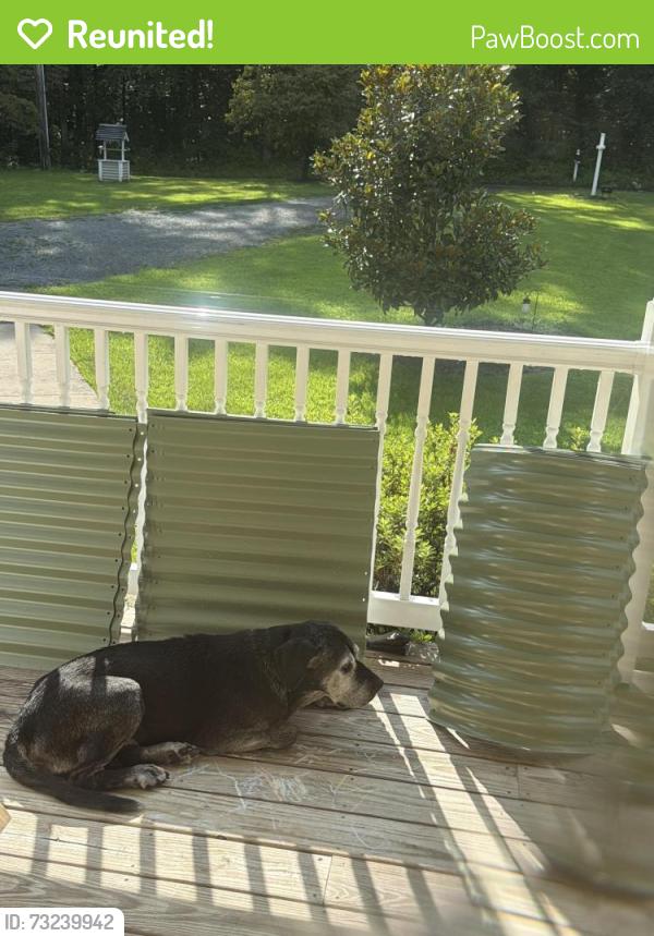 Reunited Male Dog last seen Scottsville Road, Jeffersonton, VA, Culpeper County, VA 22724