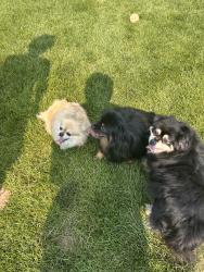 Found/Stray Unknown Dog last seen Oaks south pool, Meridian, ID 83646