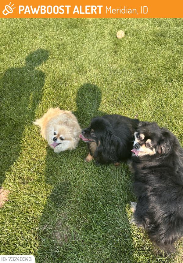 Found/Stray Unknown Dog last seen Oaks south pool, Meridian, ID 83646