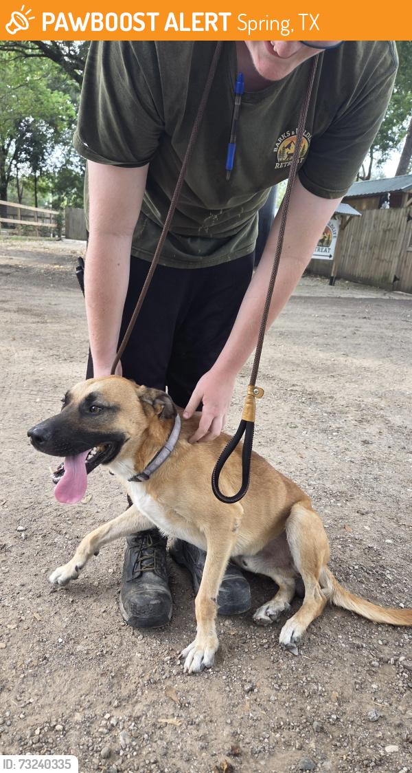 Found/Stray Male Dog last seen Hardy road, near old town spring, Spring, TX 77373