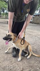 Found/Stray Male Dog last seen Hardy road, near old town spring, Spring, TX 77373