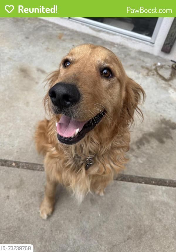 Reunited Male Dog last seen Covina Hills Rd & East Holt Ave., Covina, CA 91723