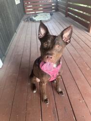 Found/Stray Female Dog last seen May and 10th in OKC, Oklahoma City, OK 73107