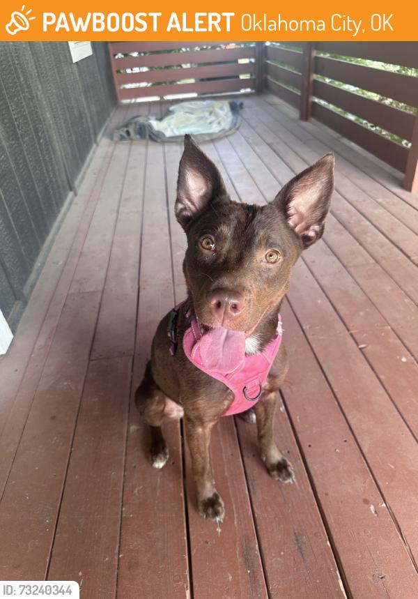 Found/Stray Female Dog last seen May and 10th in OKC, Oklahoma City, OK 73107