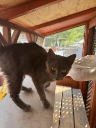 Found/Stray Unknown Cat last seen Flint St/ Lincoln Ave, Winnipeg, MB R3E 0Y5