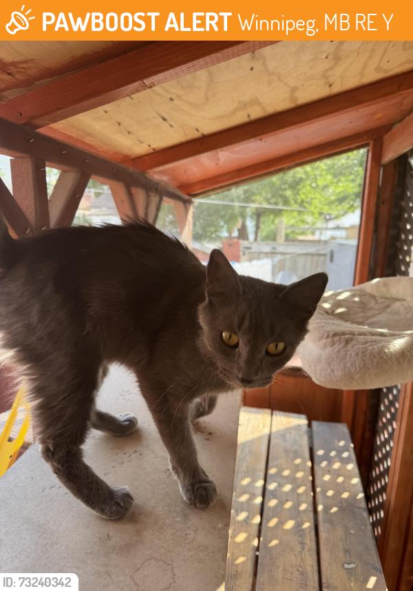 Found/Stray Unknown Cat last seen Flint St/ Lincoln Ave, Winnipeg, MB R3E 0Y5