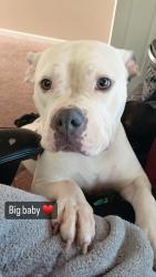 Reunited Female Dog last seen Intersection of Spivey and jonquil way, Douglasville, GA 30134