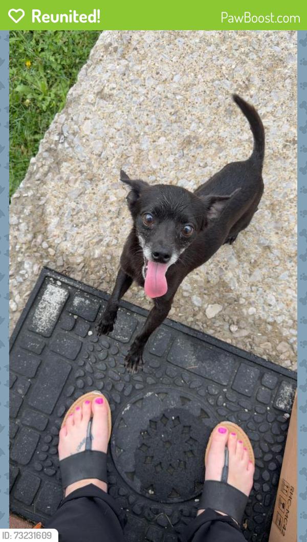 Reunited Male Dog last seen Appian way, Lexington, KY 40517