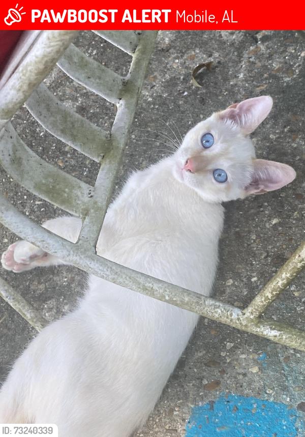 Lost Male Cat last seen Old Shell Rd. Between Kennth & Semmes Ave, Mobile, AL 36604