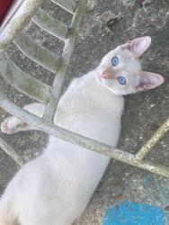 Lost Male Cat last seen Old Shell Rd. Between Kennth & Semmes Ave, Mobile, AL 36604