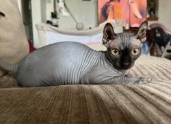 Reunited Male Cat last seen Near Arthur Ave, Chula Vista, CA 91910, USA, Chula Vista, CA 91910