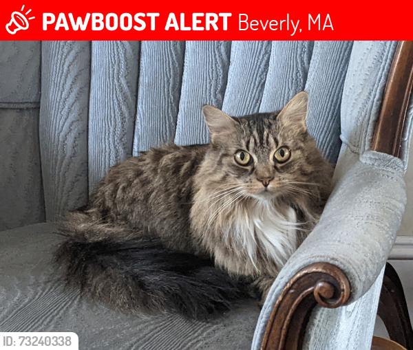 Lost Female Cat last seen Pearl Street, Beverly, MA 01915