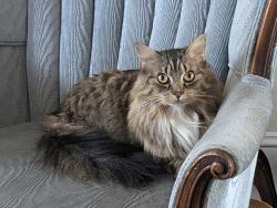 Lost Female Cat last seen Pearl Street, Beverly, MA 01915