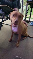 Reunited Female Dog last seen Beulah elementary school, Douglasville, GA 30134