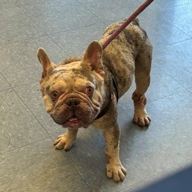 Shelter Stray Unknown Dog last seen , 12910 Yukon Ave, Hawthorne, CA 90250, USA