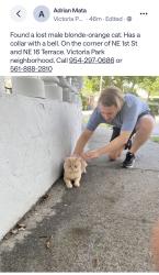 Found/Stray Unknown Cat last seen On the corner of NE 1st St and NE 16 Terrace., Fort Lauderdale, FL 33334