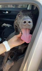 Found/Stray Male Dog last seen Indian palms, Indio, CA 92201