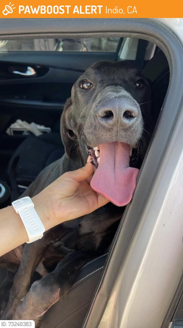 Found/Stray Male Dog last seen Indian palms, Indio, CA 92201