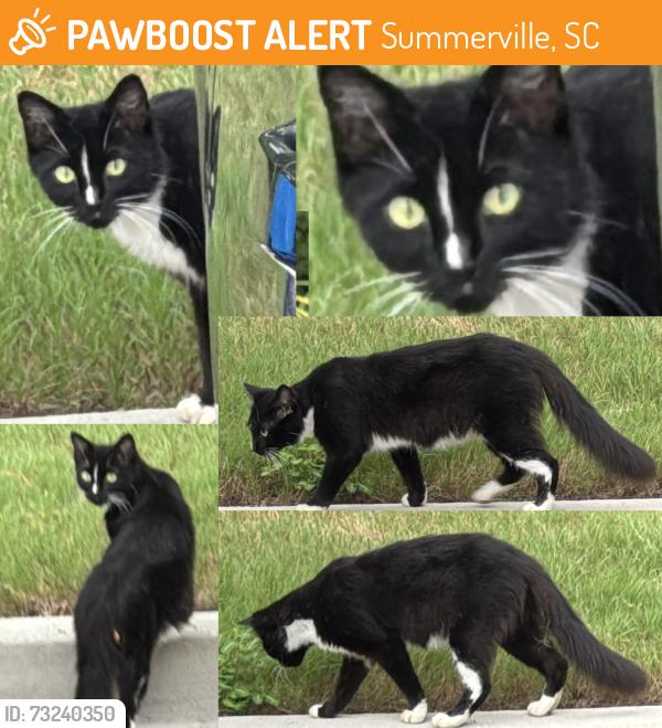 Found/Stray Unknown Cat last seen Solay Carnes Crossroads apmts, Summerville, SC 29486