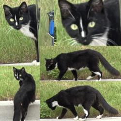 Found/Stray Unknown Cat last seen Solay Carnes Crossroads apmts, Summerville, SC 29486