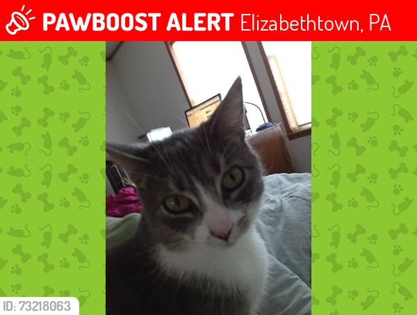 Lost Female Cat last seen Freemasonic Drive, Elizabethtown, PA 17022