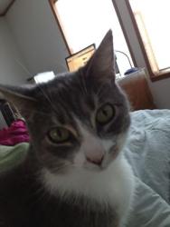 Lost Female Cat last seen Freemasonic Drive, Elizabethtown, PA 17022