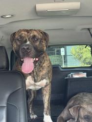 Found/Stray Male Dog last seen Lincoln & EN 21st, Abilene, TX 79601