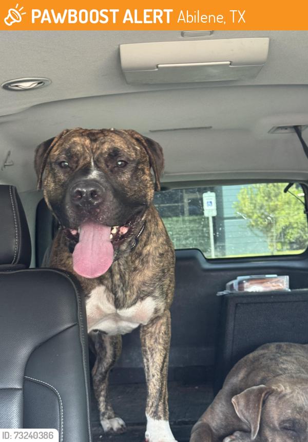 Found/Stray Male Dog last seen Lincoln & EN 21st, Abilene, TX 79601