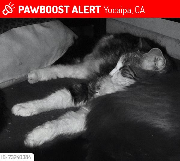 Lost Female Cat last seen Fremont st and ramada ave yucaipa CA, Yucaipa, CA 92399