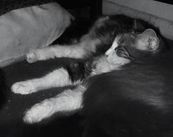 Lost Female Cat last seen Fremont st and ramada ave yucaipa CA, Yucaipa, CA 92399