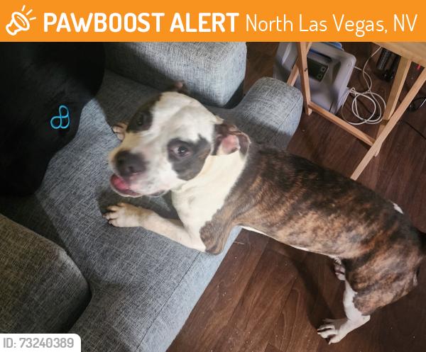 Found/Stray Female Dog last seen Las Vegas Blvd & Carey, North Las Vegas, NV 89030