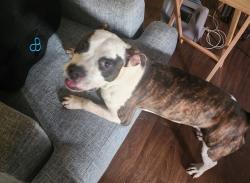 Found/Stray Female Dog last seen Las Vegas Blvd & Carey, North Las Vegas, NV 89030