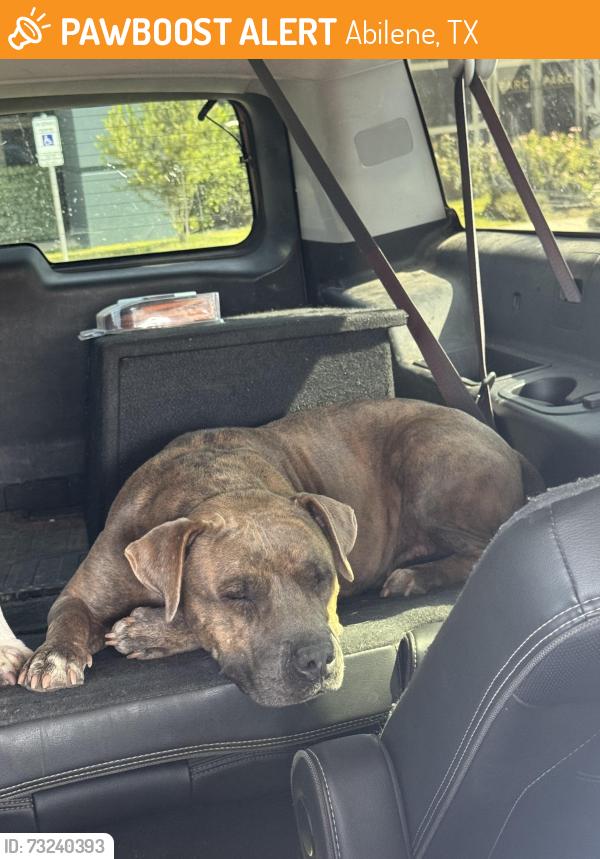 Found/Stray Female Dog last seen Lincoln & EN 21st, Abilene, TX 79601