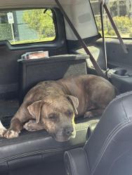 Found/Stray Female Dog last seen Lincoln & EN 21st, Abilene, TX 79601