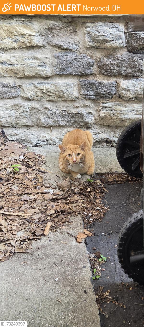 Found/Stray Unknown Cat last seen Forest Ave and Adams Ave, Norwood, OH 45212