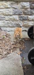 Found/Stray Unknown Cat last seen Forest Ave and Adams Ave, Norwood, OH 45212