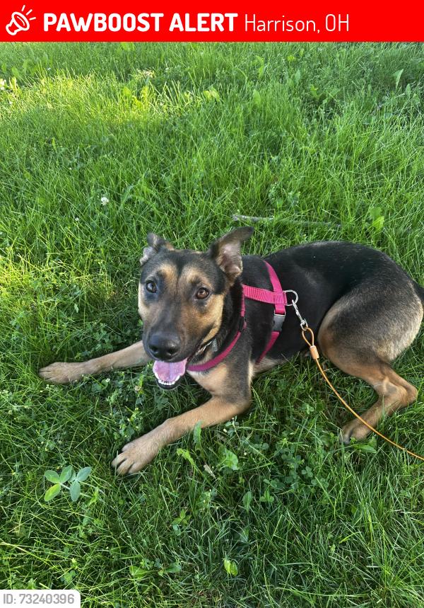 Lost Female Dog last seen Near the woods by New Biddinger and Carolina Trace going NE, Harrison, OH 45030