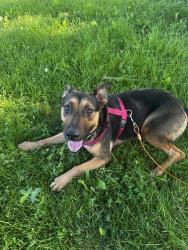 Lost Female Dog last seen Near the woods by New Biddinger and Carolina Trace going NE, Harrison, OH 45030