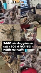 Reunited Female Cat last seen Near Bartram Park Blvd. 32258, Jacksonville, FL 32258