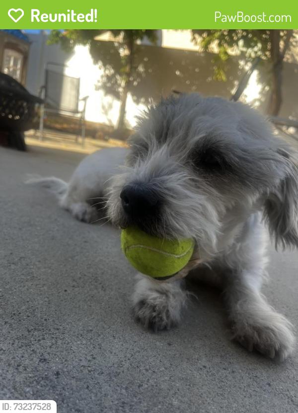 Reunited Male Dog last seen Westlake dr and dreacea, Moreno Valley, CA 92553