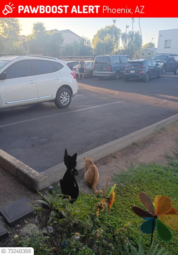 Lost Male Cat last seen 27th avenue Camelback and Indian School, Phoenix, AZ 85017