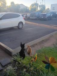 Lost Male Cat last seen 27th avenue Camelback and Indian School, Phoenix, AZ 85017