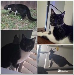 Lost Male Cat last seen Near Daybreak Way, Katy, TX 77494