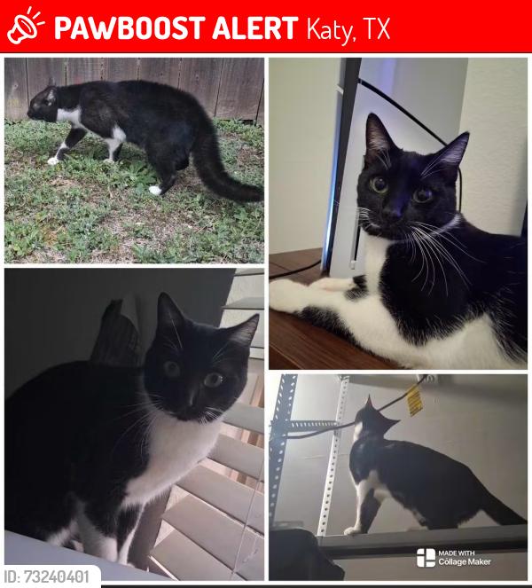 Lost Male Cat last seen Near Daybreak Way, Katy, TX 77494