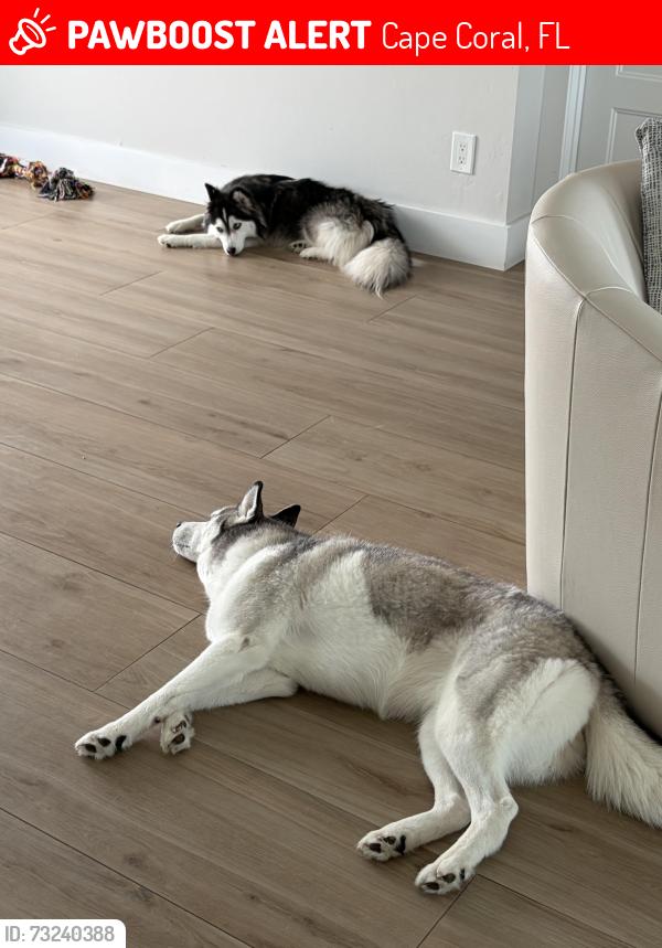 Lost Female Dog last seen Skyline and El Dorado, Cape Coral, FL 33914