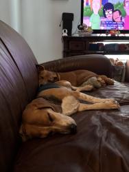 Reunited Female Dog last seen Auburn St, Houston, TX 77017