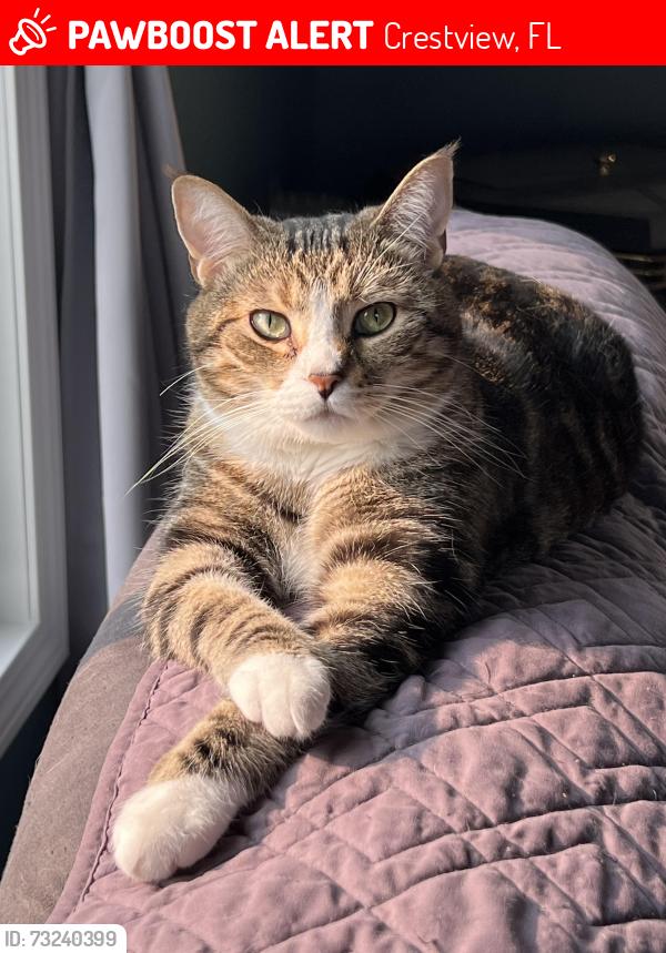 Lost Female Cat last seen Antioch Rd & Wingspan Way, Crestview, FL 32536