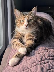 Lost Female Cat last seen Antioch Rd & Wingspan Way, Crestview, FL 32536
